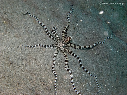 M0022349_.jpg (745.28 KiB) Viewed 15330 times Diving at Pintuyan Dive Resort