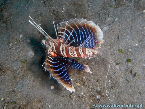 M0022309_.jpg (698.65 KiB) Viewed 19966 times Diving at Pintuyan Dive Resort