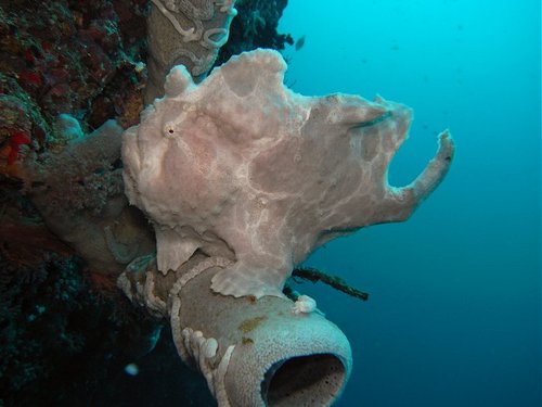 Diving Pescador Island